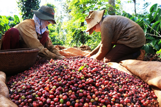 Giá xuất khẩu bình quân cà phê của Việt Nam đạt mức 1.922 USD/tấn