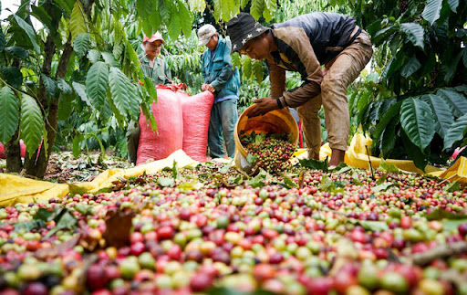 Người dân thu hoạch cà phê